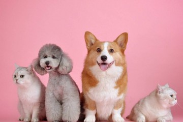 高温天宠物咬伤比例升高，上海多家医院犬伤门诊迎来就诊高峰