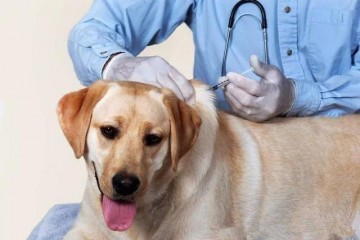 宠物打过疫苗≠你不会感染！被宠物抓伤后应该怎么办？
