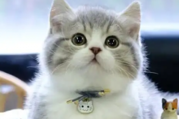 猫吞食异物治疗花了两万，调查：看病比人贵，宠物保险靠不靠谱？