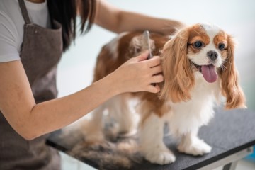 宠物经济激发青年消费潜力